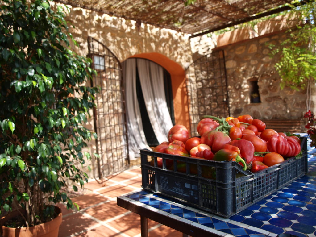 Tomatoes, green and red peppers of the Hostal Nou vegetable garden
