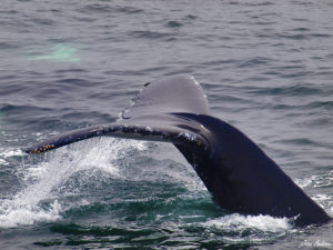 Balena al Stellwagen Bank National Marine Sanctuary